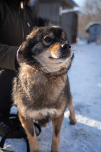 Боб