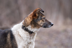 Уля
