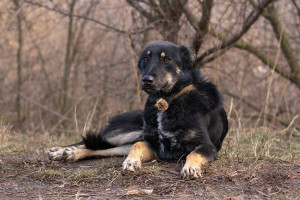 В'єна