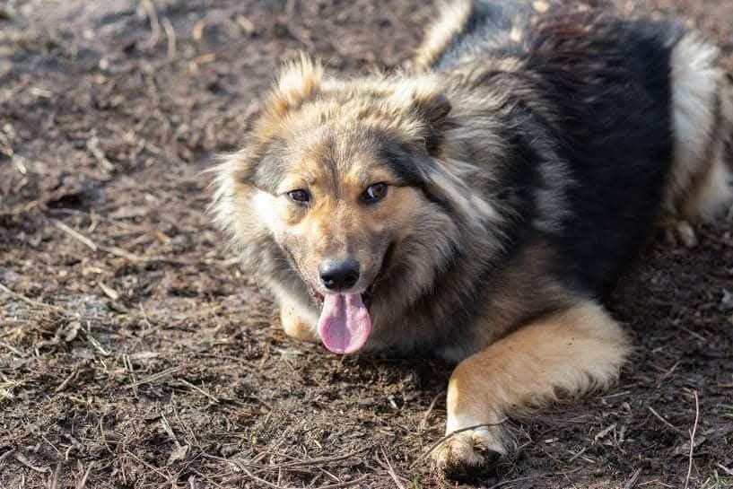 Клера