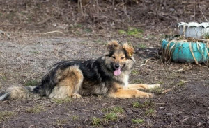Клера