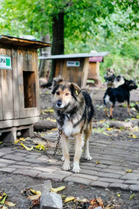 Клера