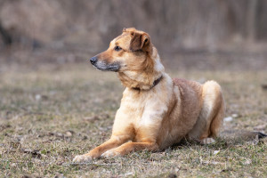 Джесі