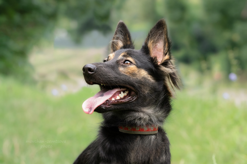 Кола