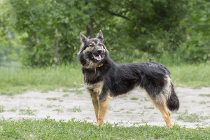 Кола