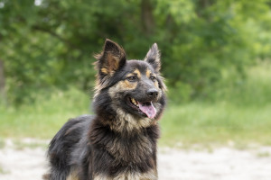 Кола