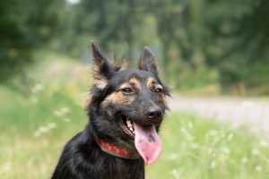Кола