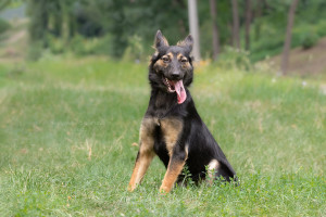 Кола