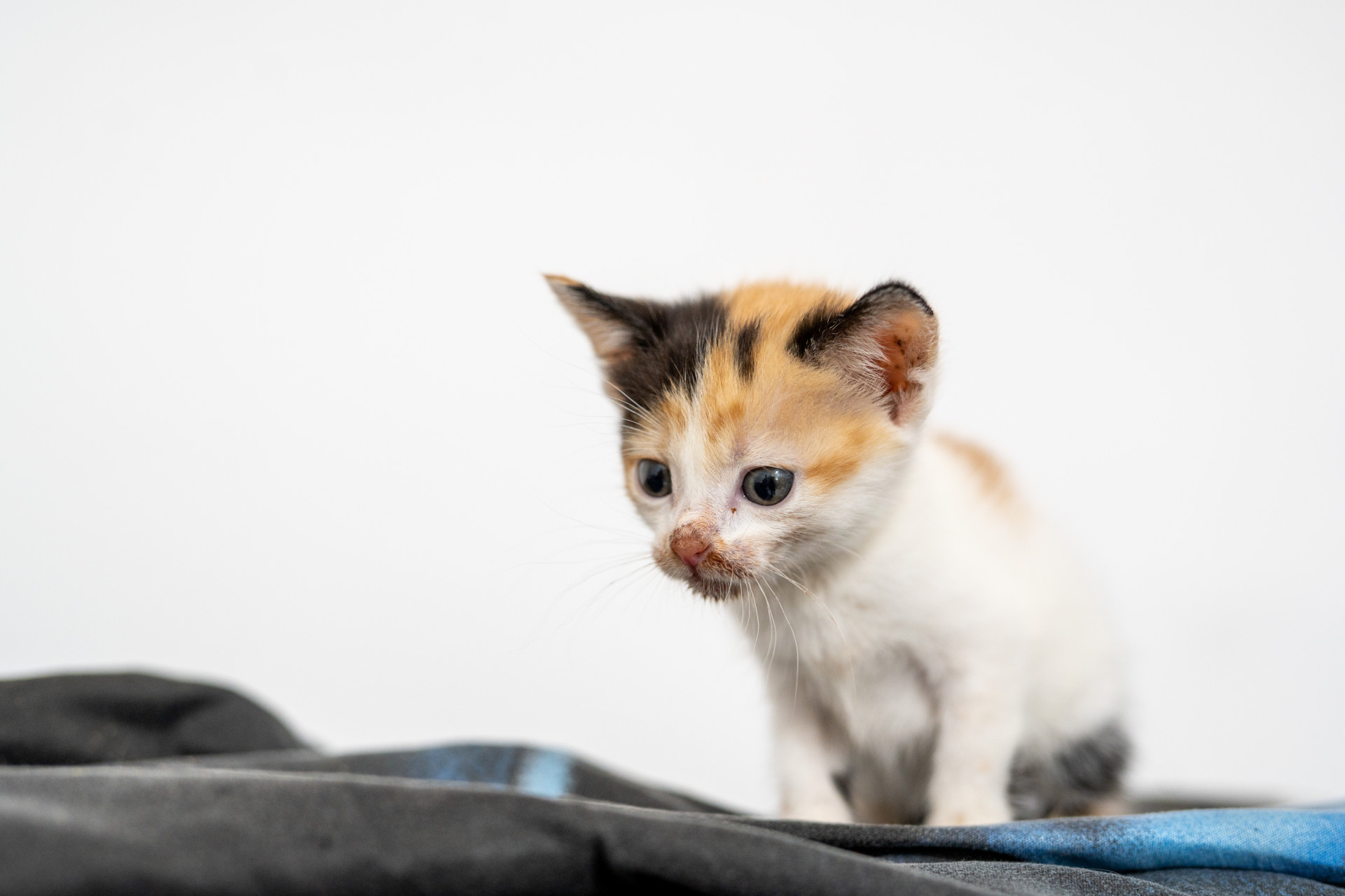 Кошеня