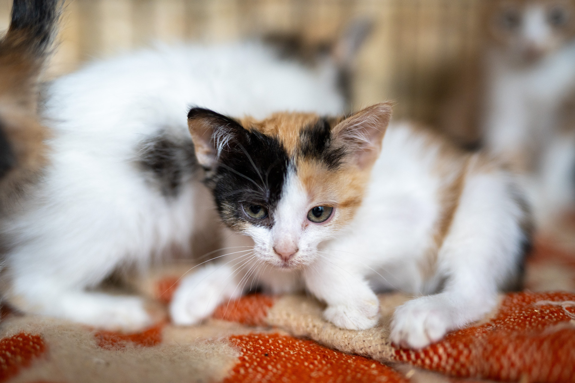 Кошеня