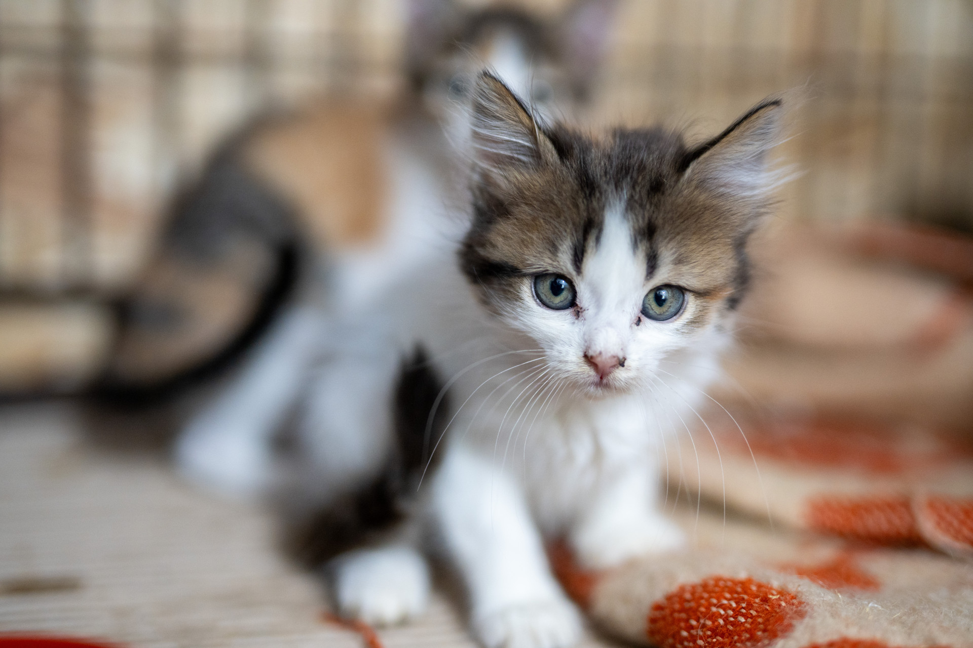 Кошеня