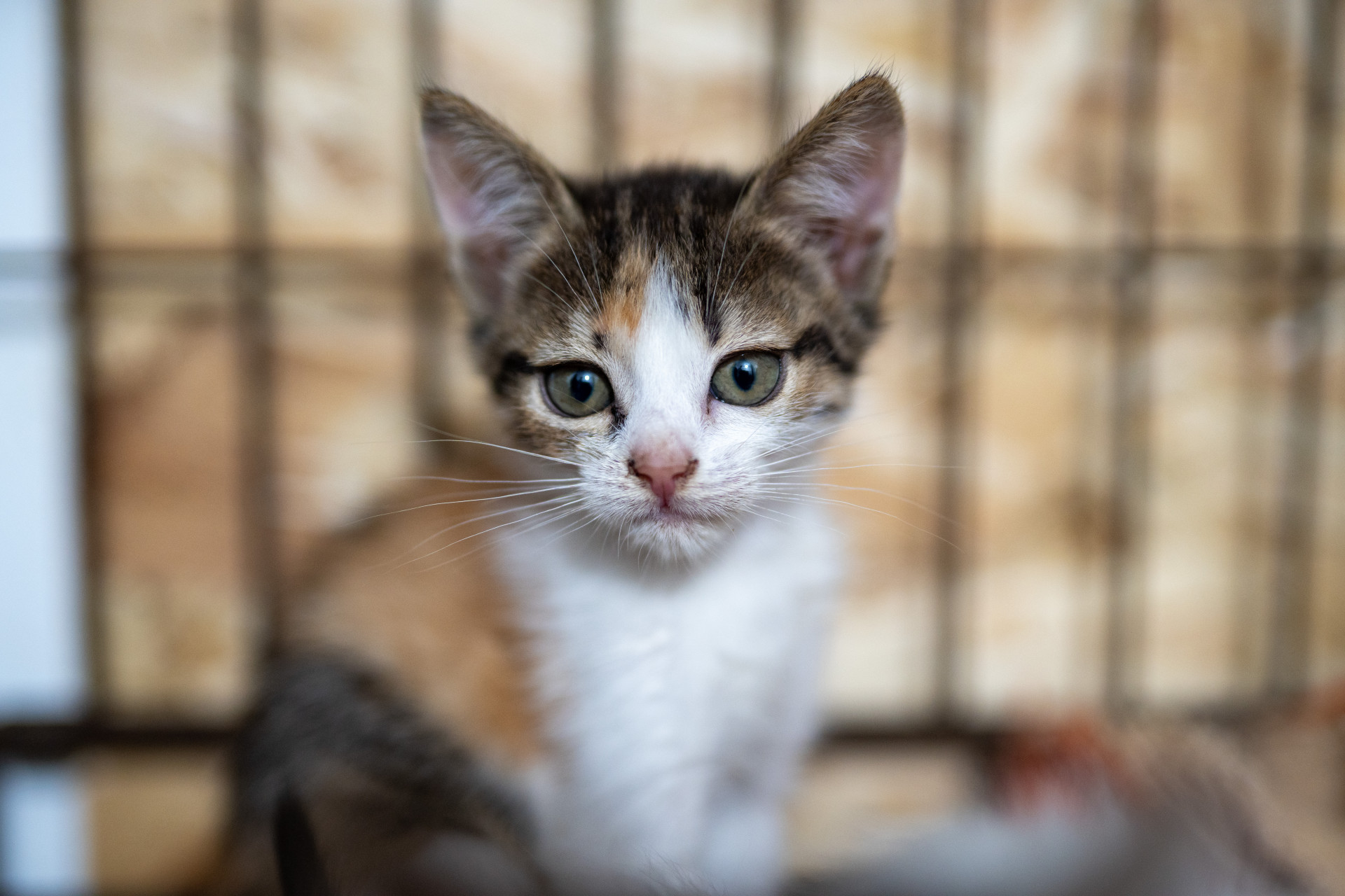 Кошеня
