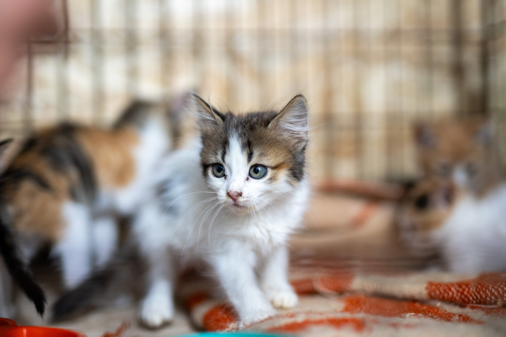 Кошеня