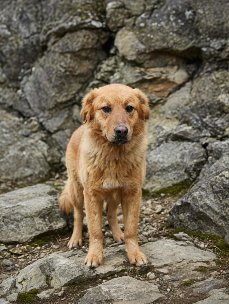 Мандарінка