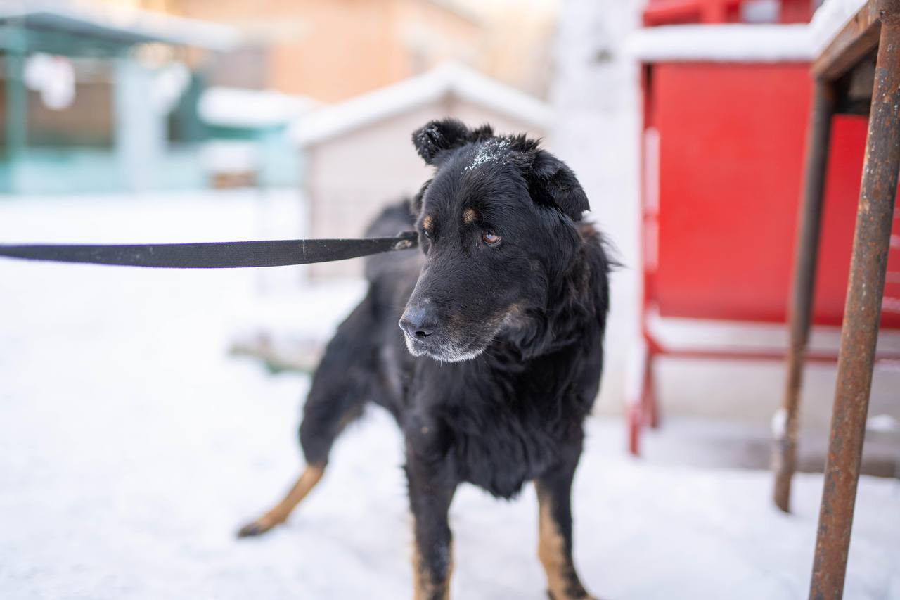 🐕 Ще одна жертва жорстокості: історія порятунку Черниша