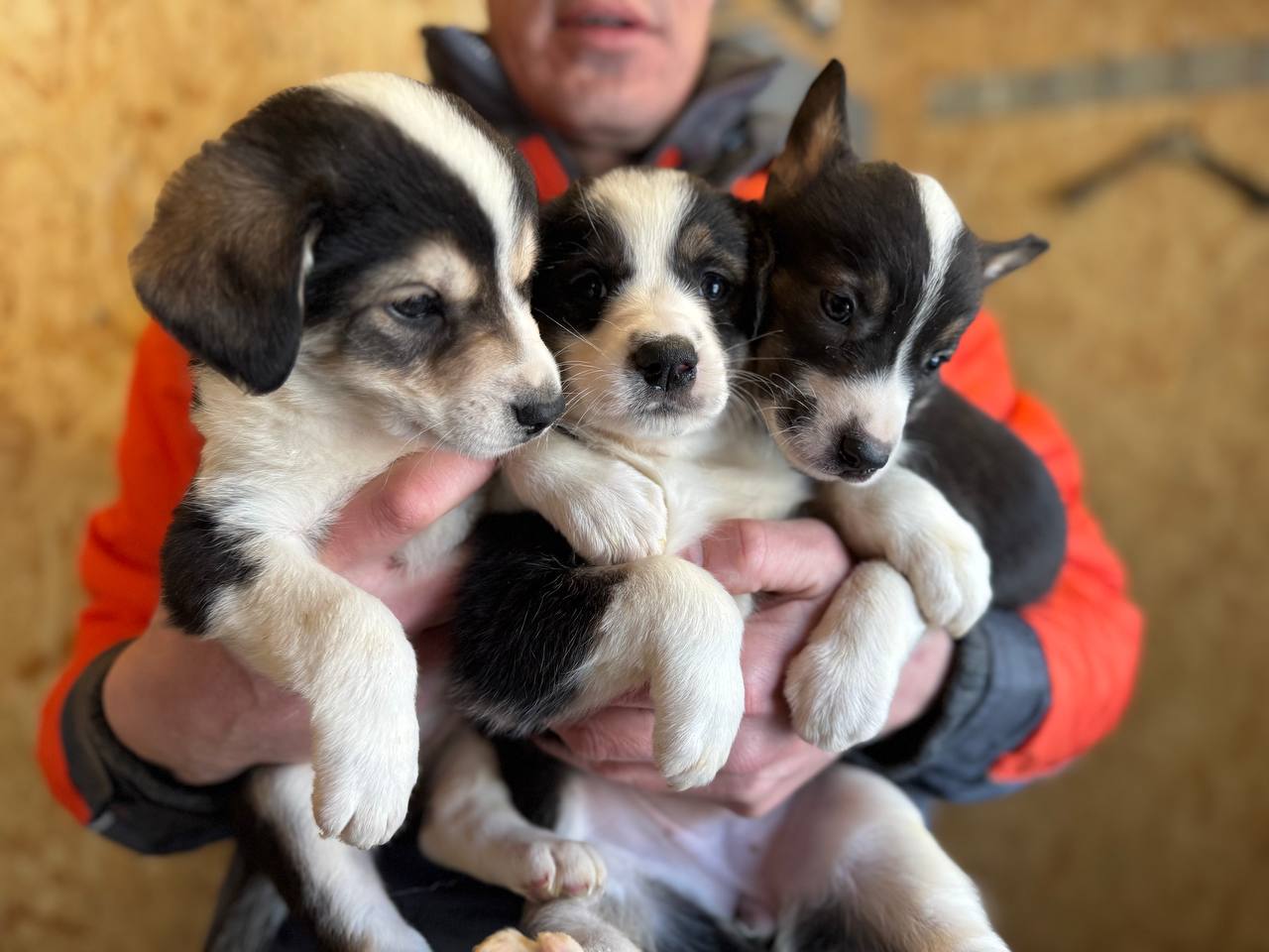 Маленькі серця шукають дім! 🐶❤️